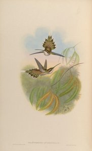 Phaethornis anthophilus